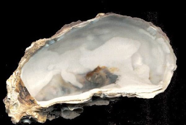 Oyster shells